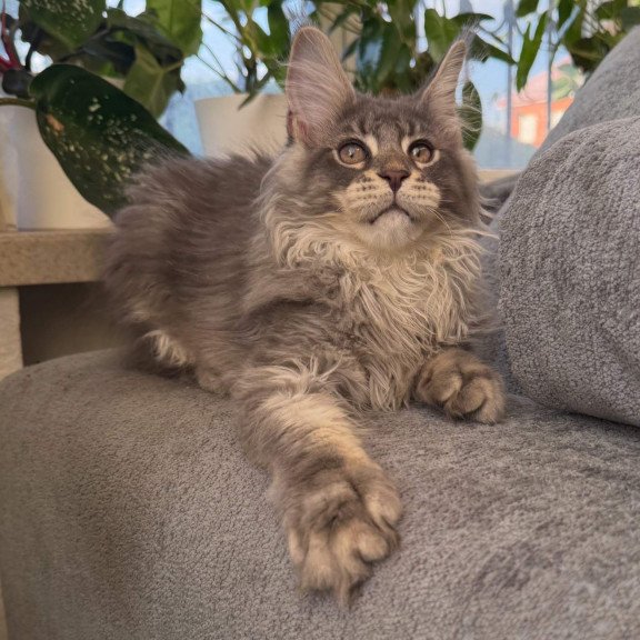 Maine Coon NOV Courvosier