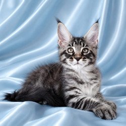 Maine Coon NOV Vulf