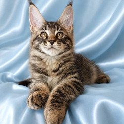 Maine Coon NOV Vulf