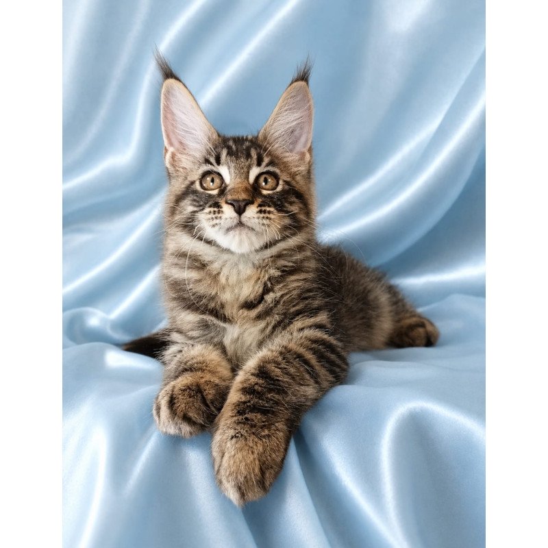 Maine Coon NOV Vulf