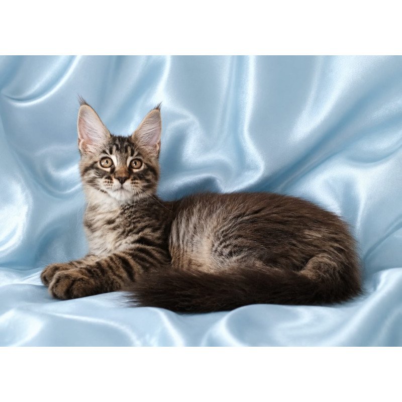 Maine Coon NOV Vulf