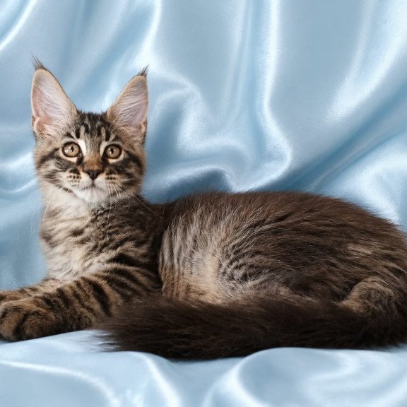 Maine Coon NOV Vulf