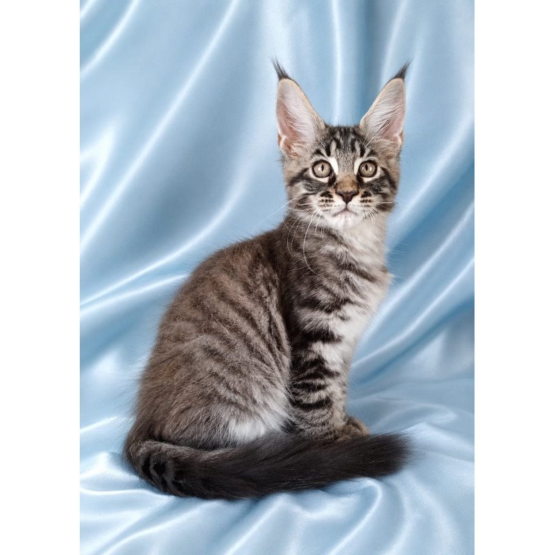 Maine Coon NOV Vulf