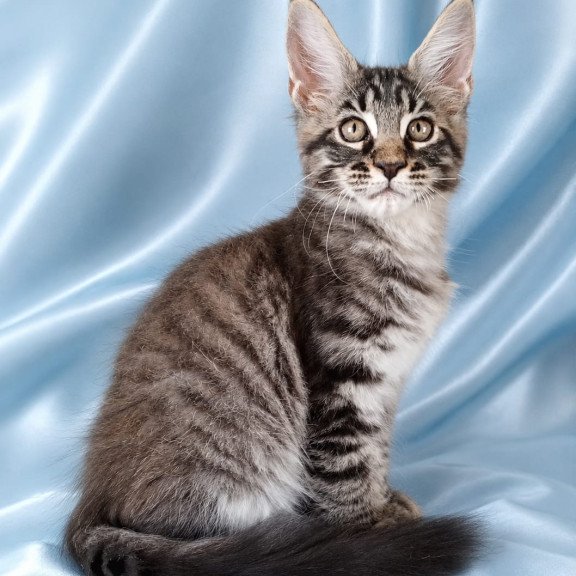 Maine Coon NOV Vulf