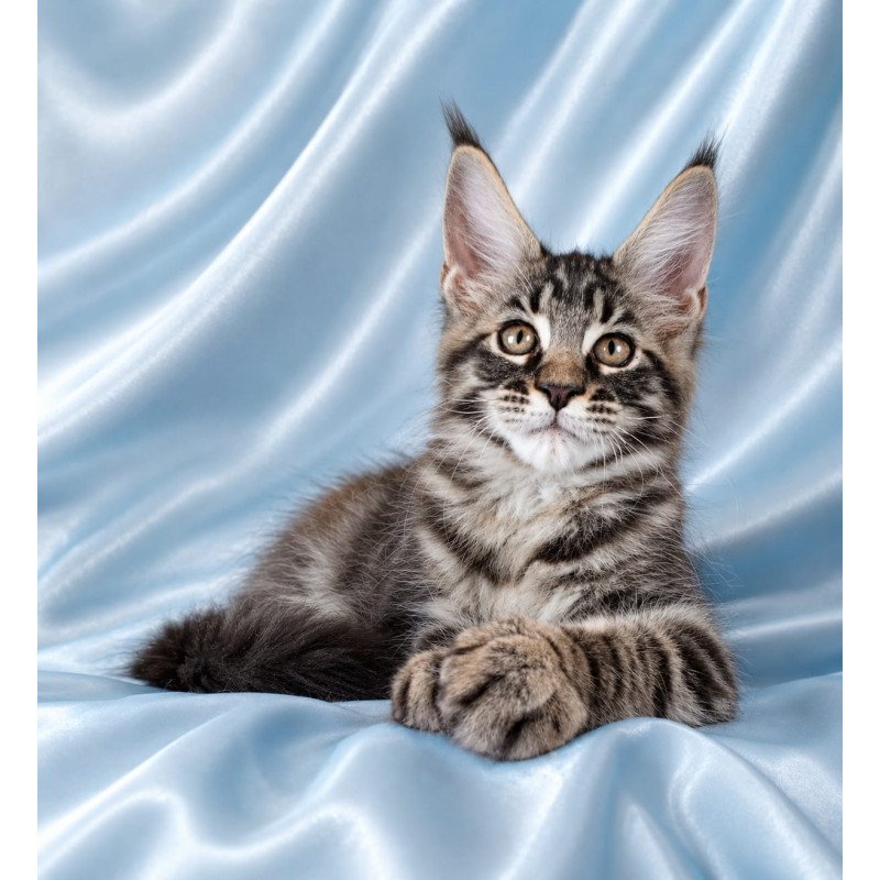 Maine Coon NOV Vulf