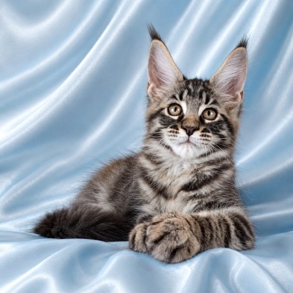 Maine Coon NOV Vulf