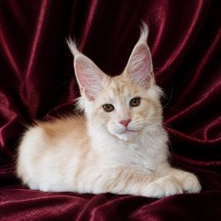 Maine Coon NOV Vitas