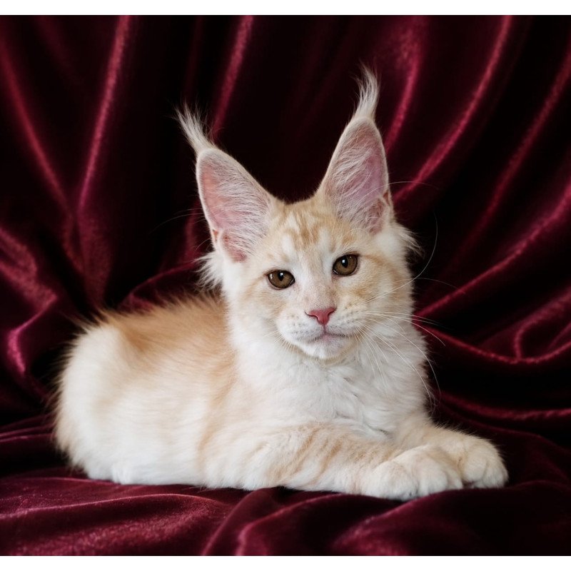 Maine Coon NOV Vitas