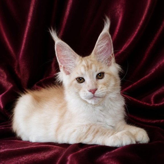 Maine Coon NOV Vitas