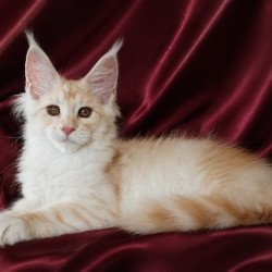 Maine Coon NOV Vitas