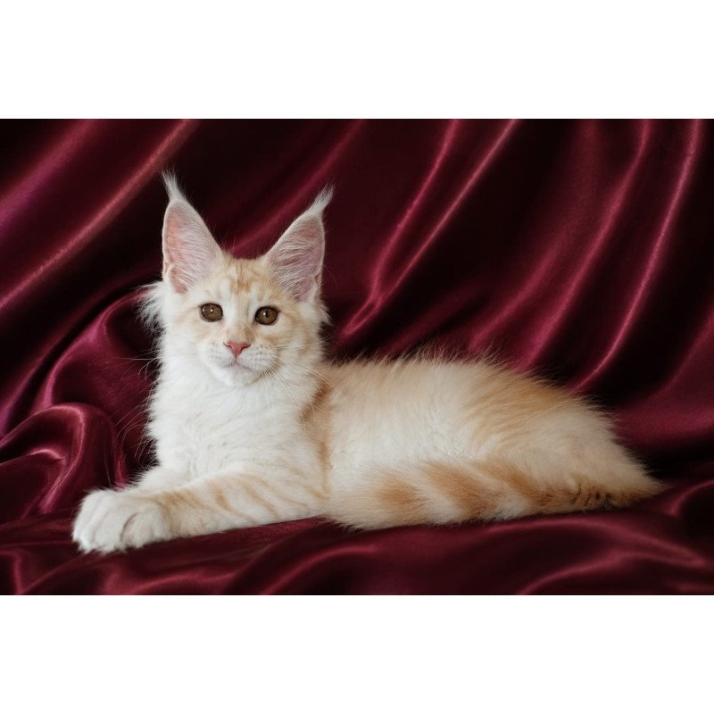 Maine Coon NOV Vitas