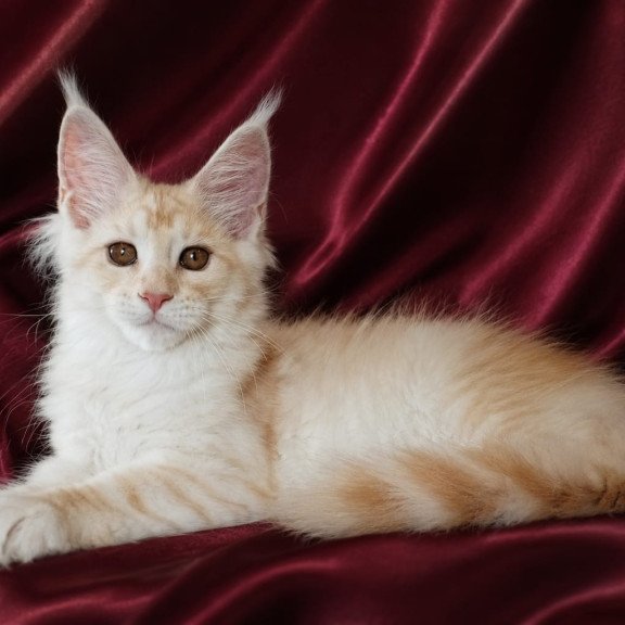 Maine Coon NOV Vitas
