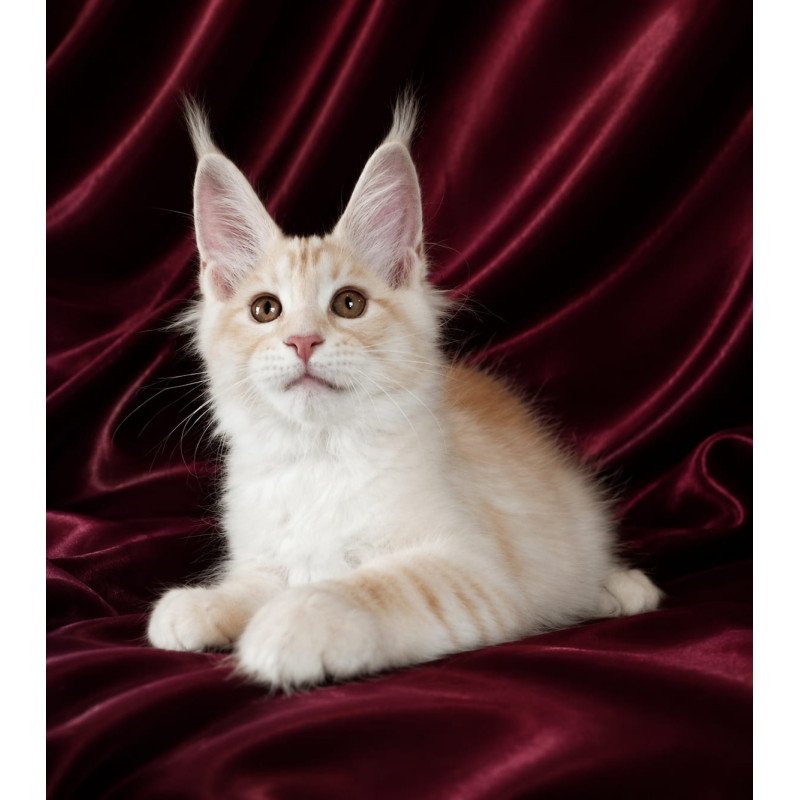 Maine Coon NOV Vitas