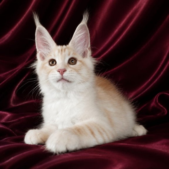 Maine Coon NOV Vitas