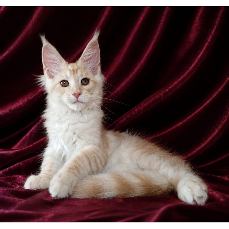 Maine Coon NOV Vitas
