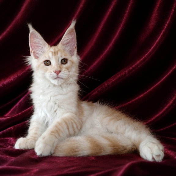 Maine Coon NOV Vitas
