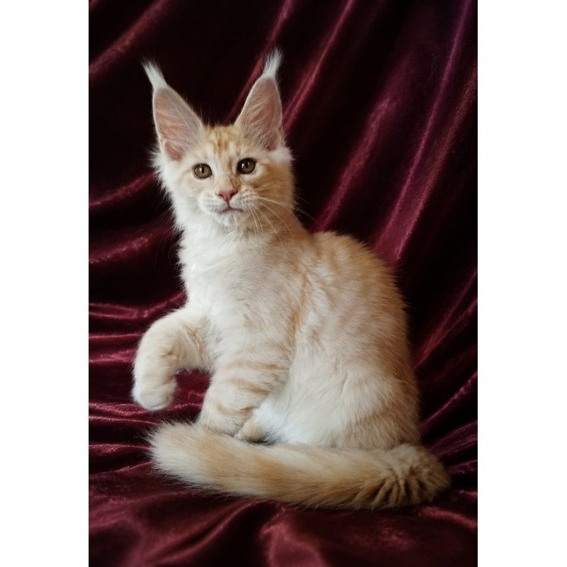 Maine Coon NOV Vitas