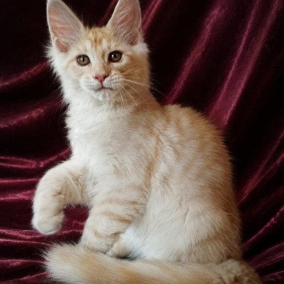 Maine Coon NOV Vitas