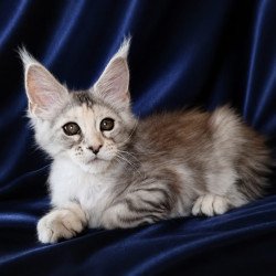 Maine Coon NOV Vlada