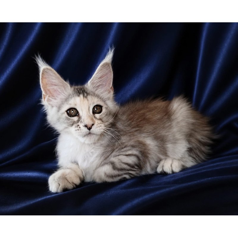 Maine Coon NOV Vlada