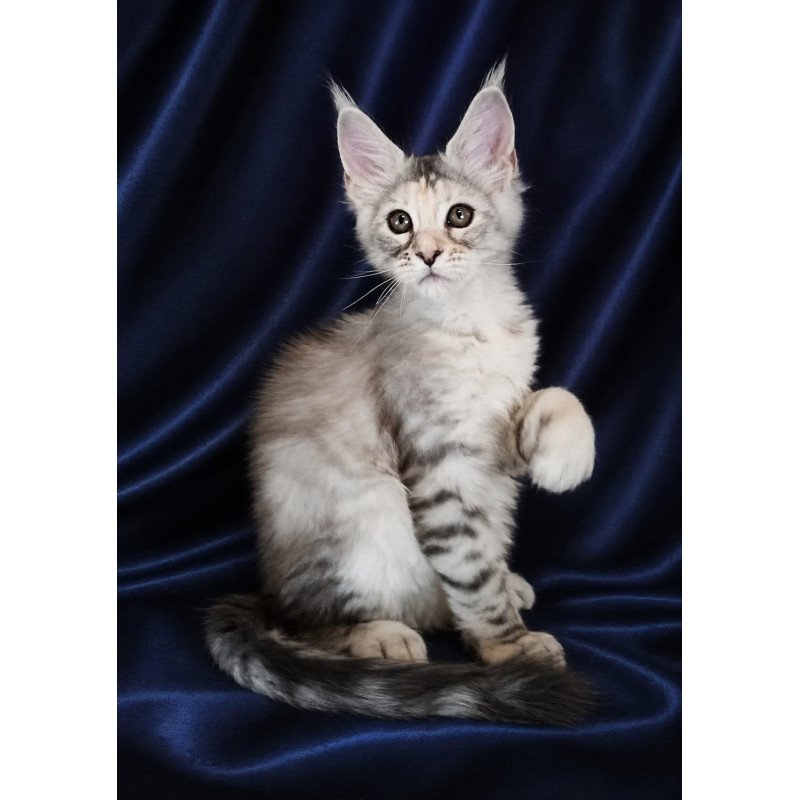 Maine Coon NOV Vlada