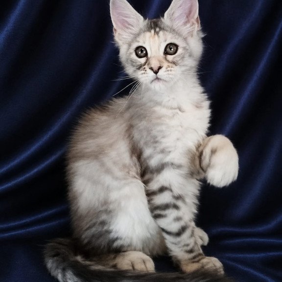 Maine Coon NOV Vlada