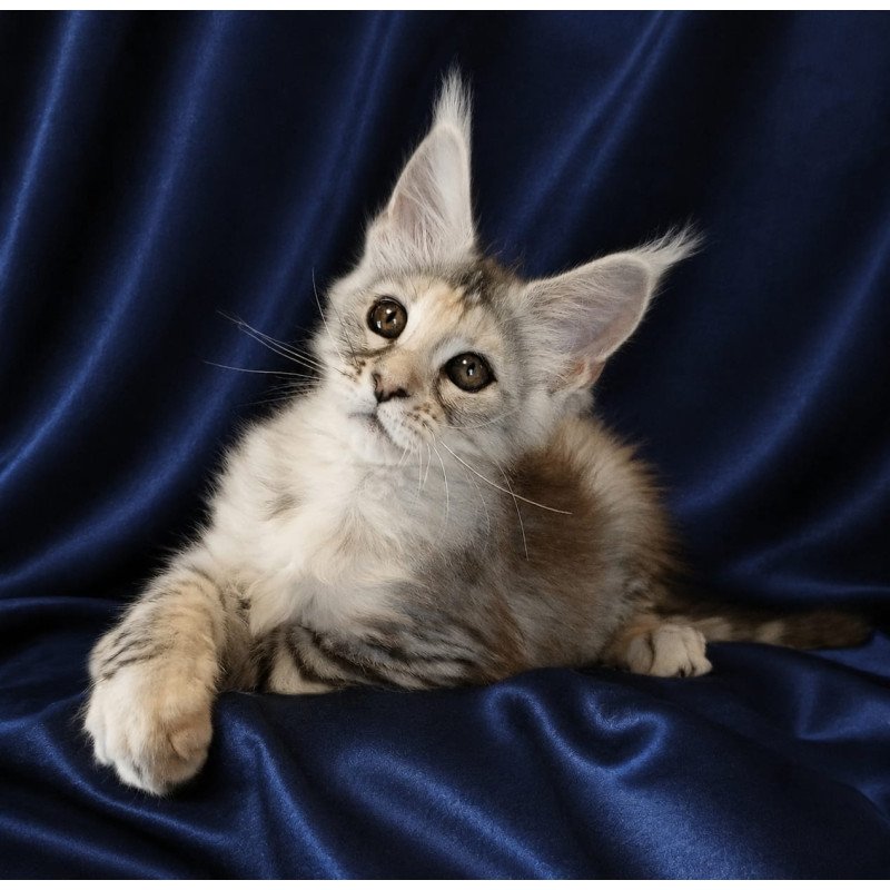 Maine Coon NOV Vlada