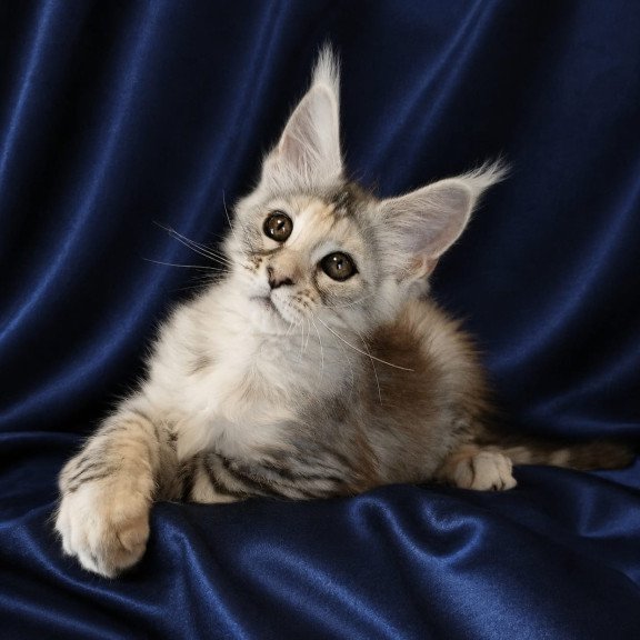 Maine Coon NOV Vlada