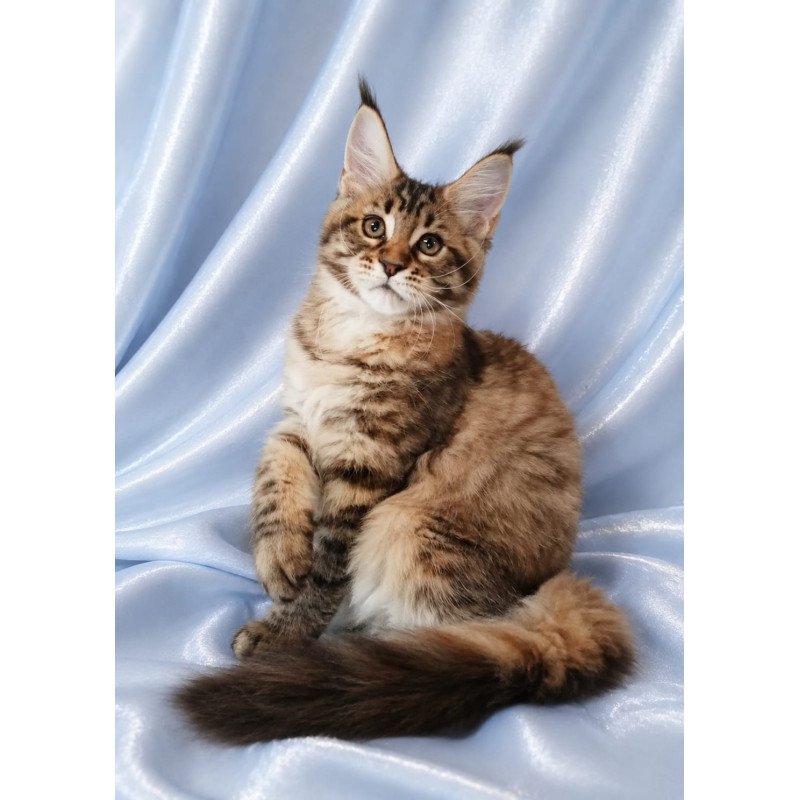 Maine Coon NOV Verona