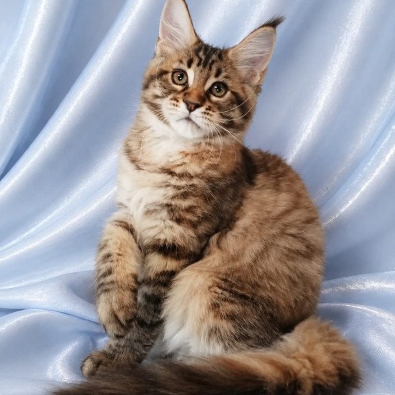 Maine Coon NOV Verona