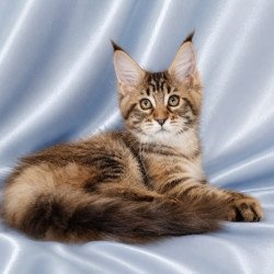 Maine Coon NOV Verona