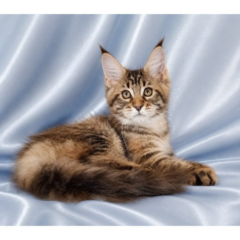 Maine Coon NOV Verona