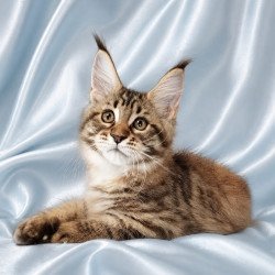 Maine Coon NOV Verona