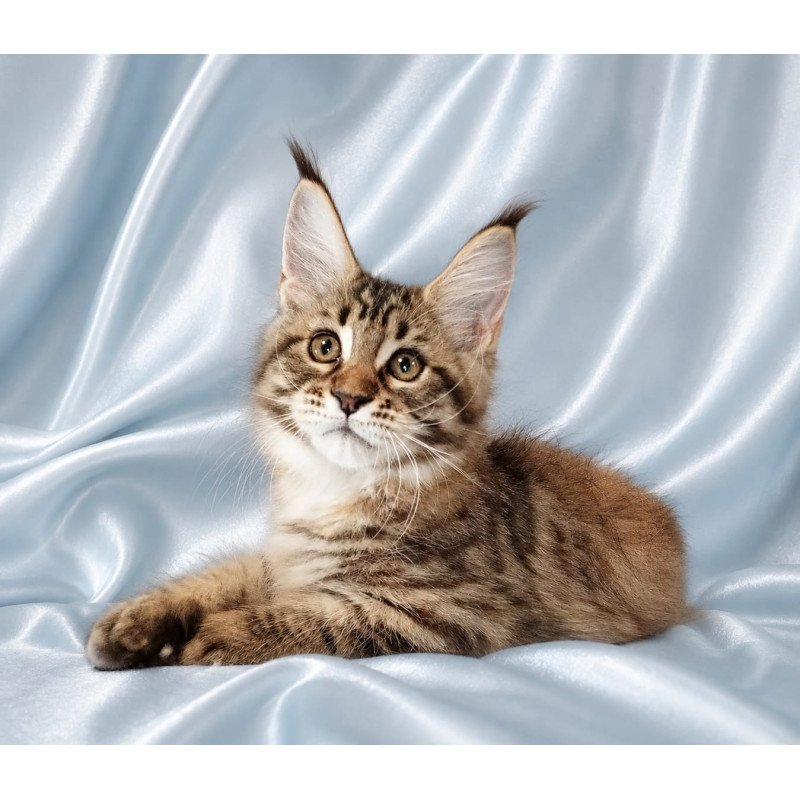 Maine Coon NOV Verona