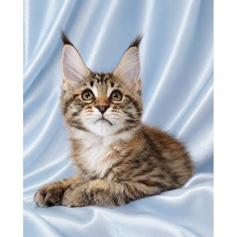 Maine Coon NOV Verona
