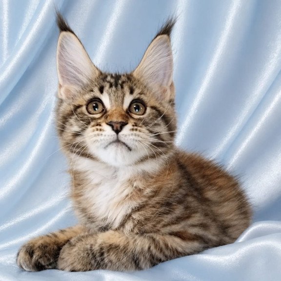 Maine Coon NOV Verona