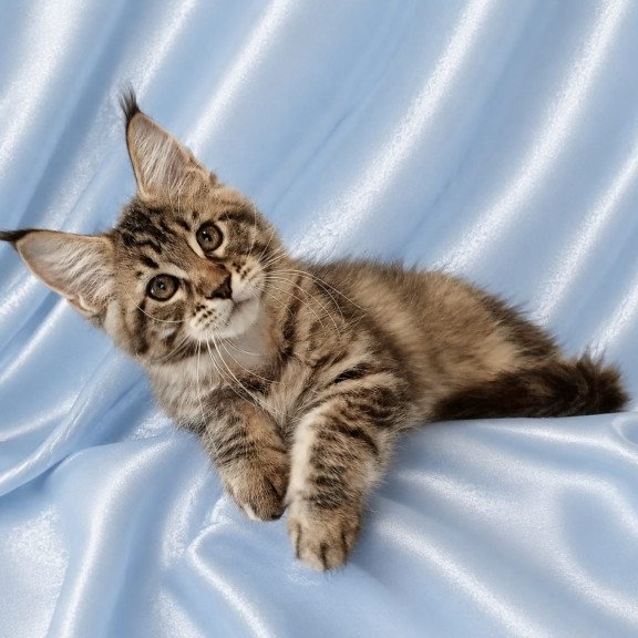 Maine Coon NOV Verona