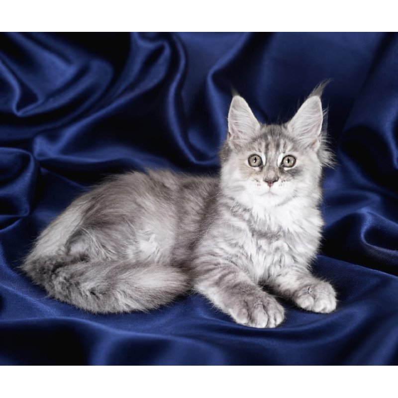 Maine Coon NOV Vicky