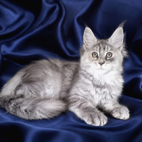 Maine Coon NOV Vicky