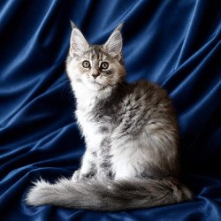 Maine Coon NOV Vicky