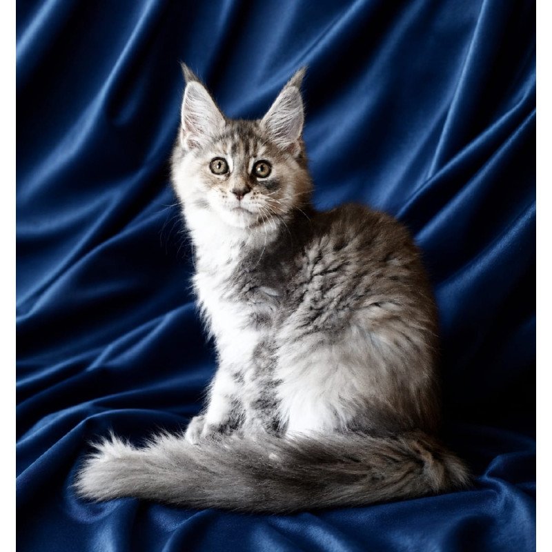 Maine Coon NOV Vicky