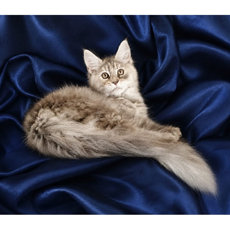 Maine Coon NOV Vicky