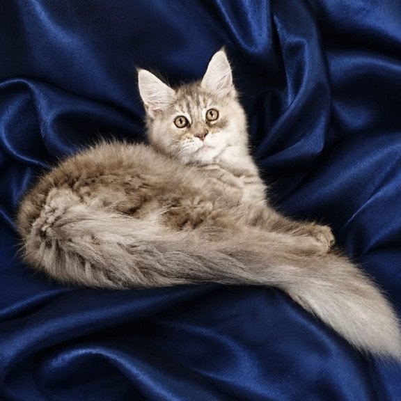Maine Coon NOV Vicky