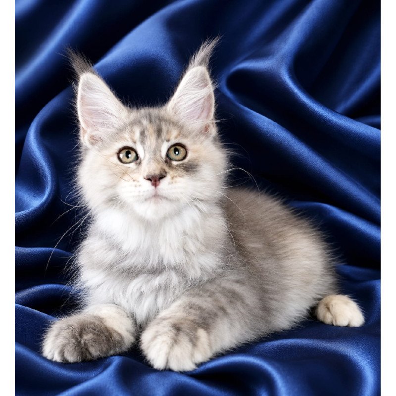 Maine Coon NOV Vicky