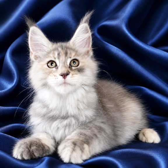 Maine Coon NOV Vicky