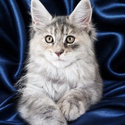 Maine Coon NOV Vicky