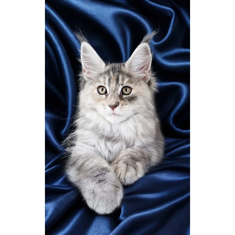 Maine Coon NOV Vicky