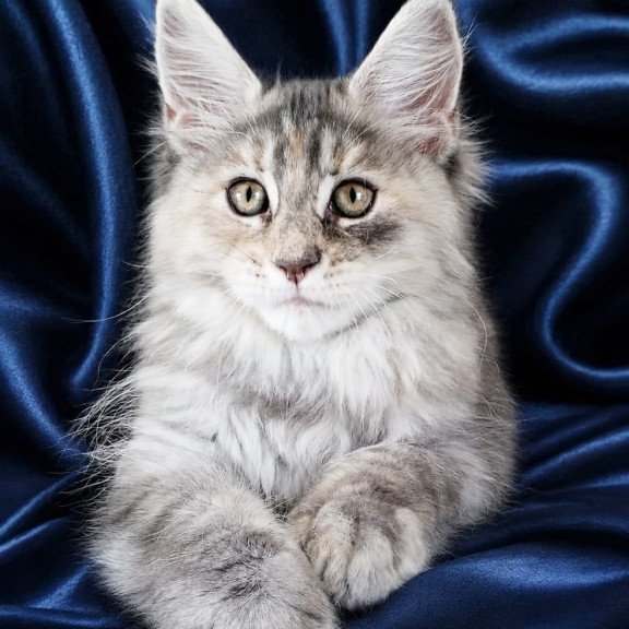 Maine Coon NOV Vicky