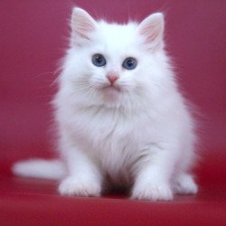 Siberian NOV George