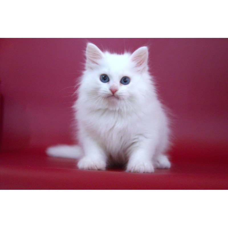 Siberian NOV George